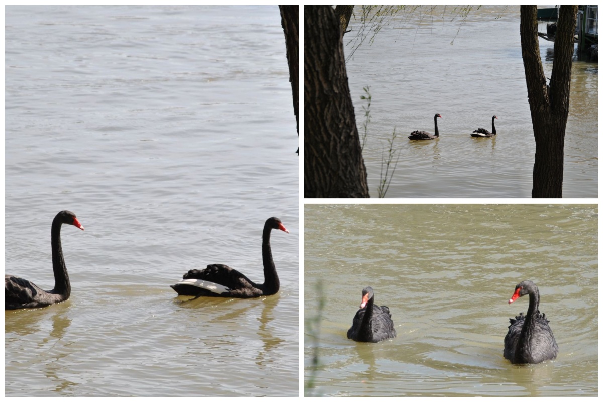 Mourning swans in Brăila
